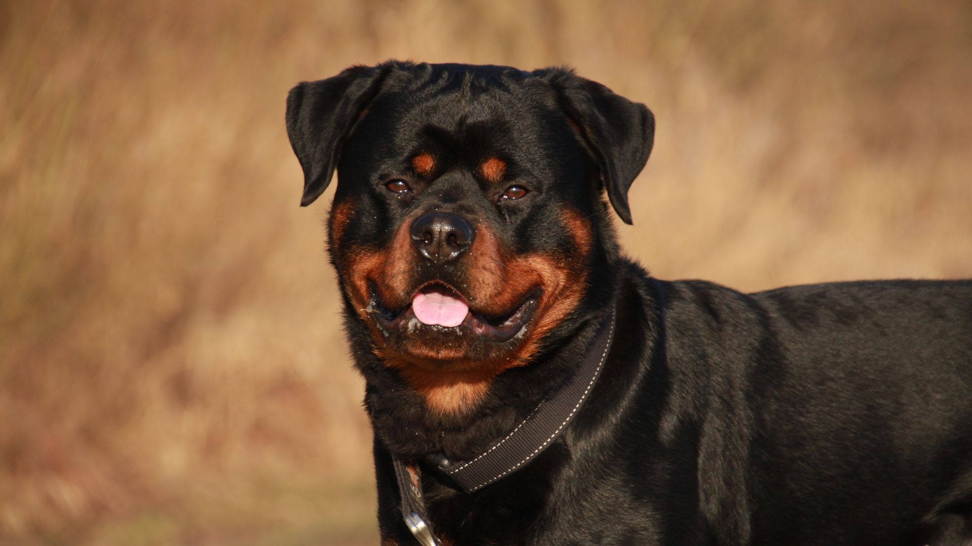 Rottie Wallpapers