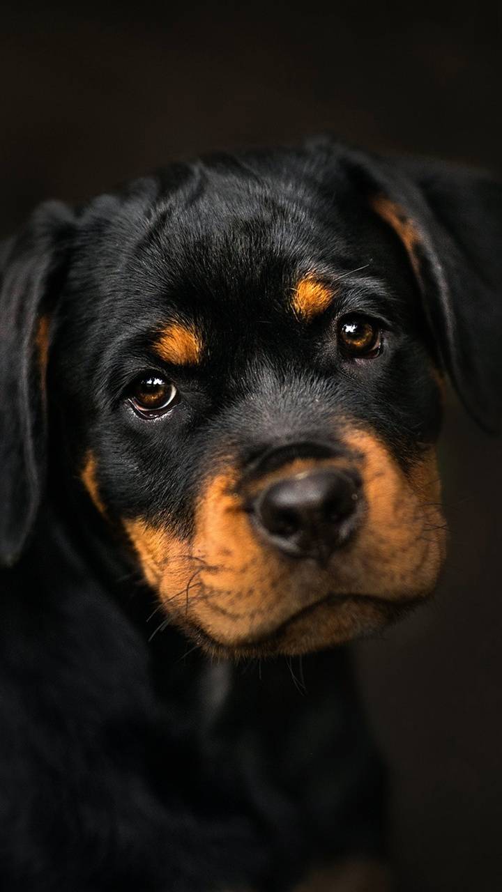 Rotweiler Wallpapers