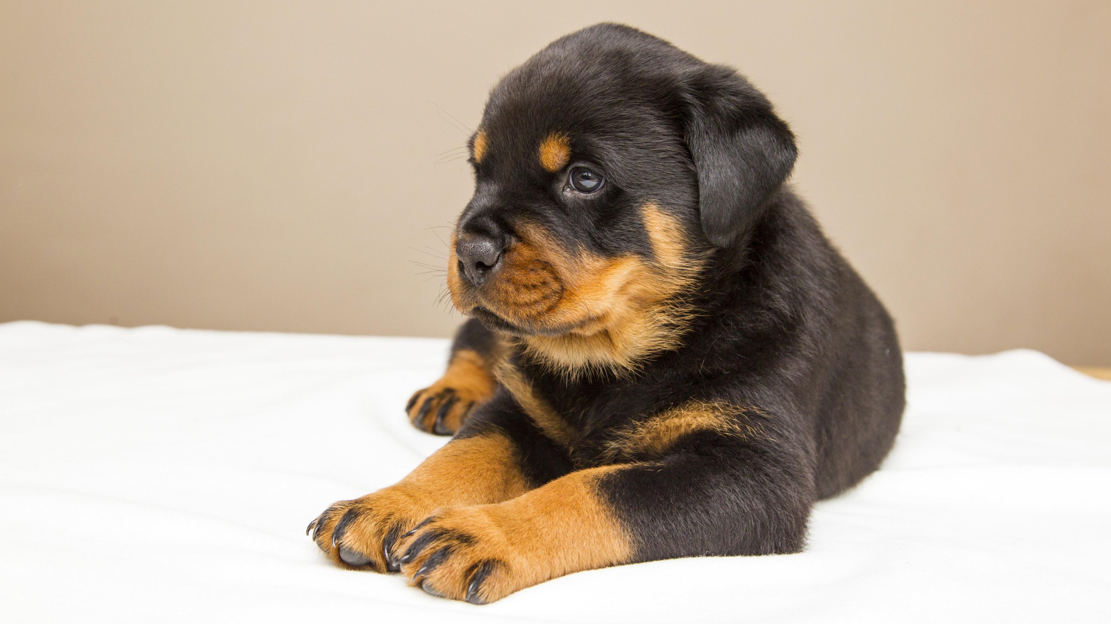 Rotweiler Wallpapers