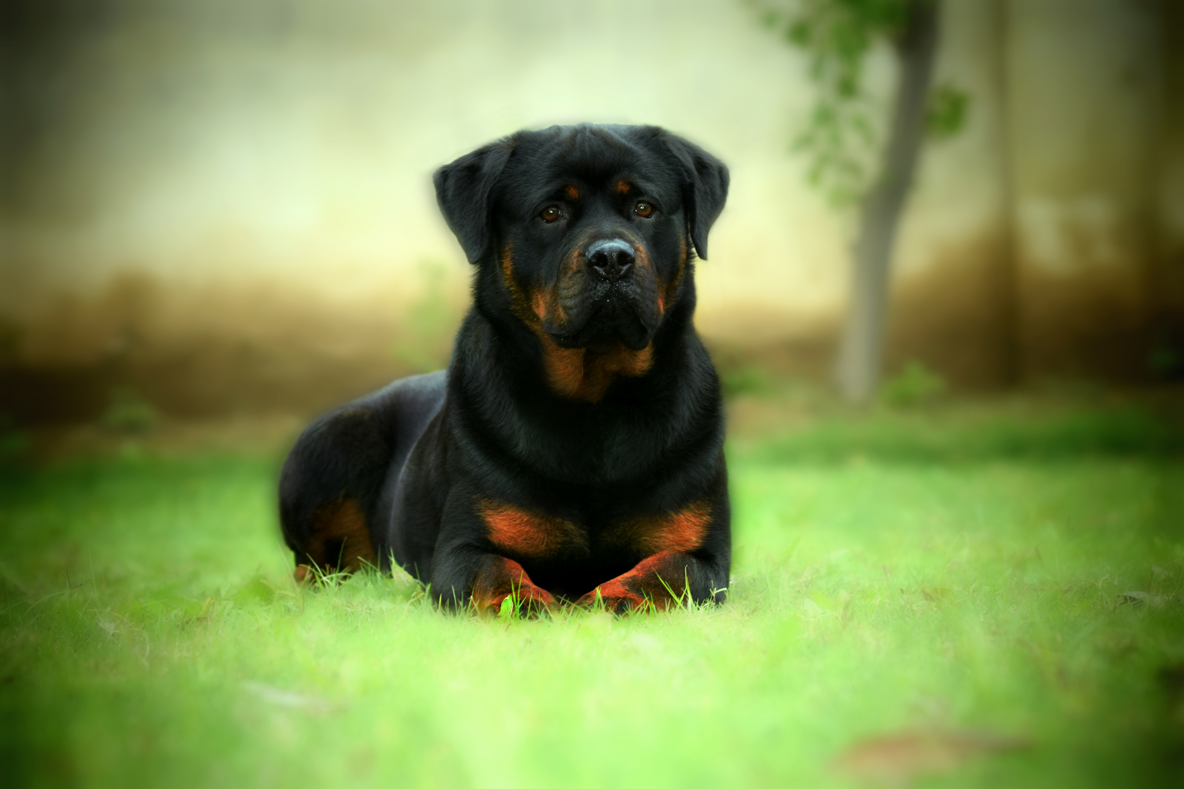 Rotweiler Wallpapers