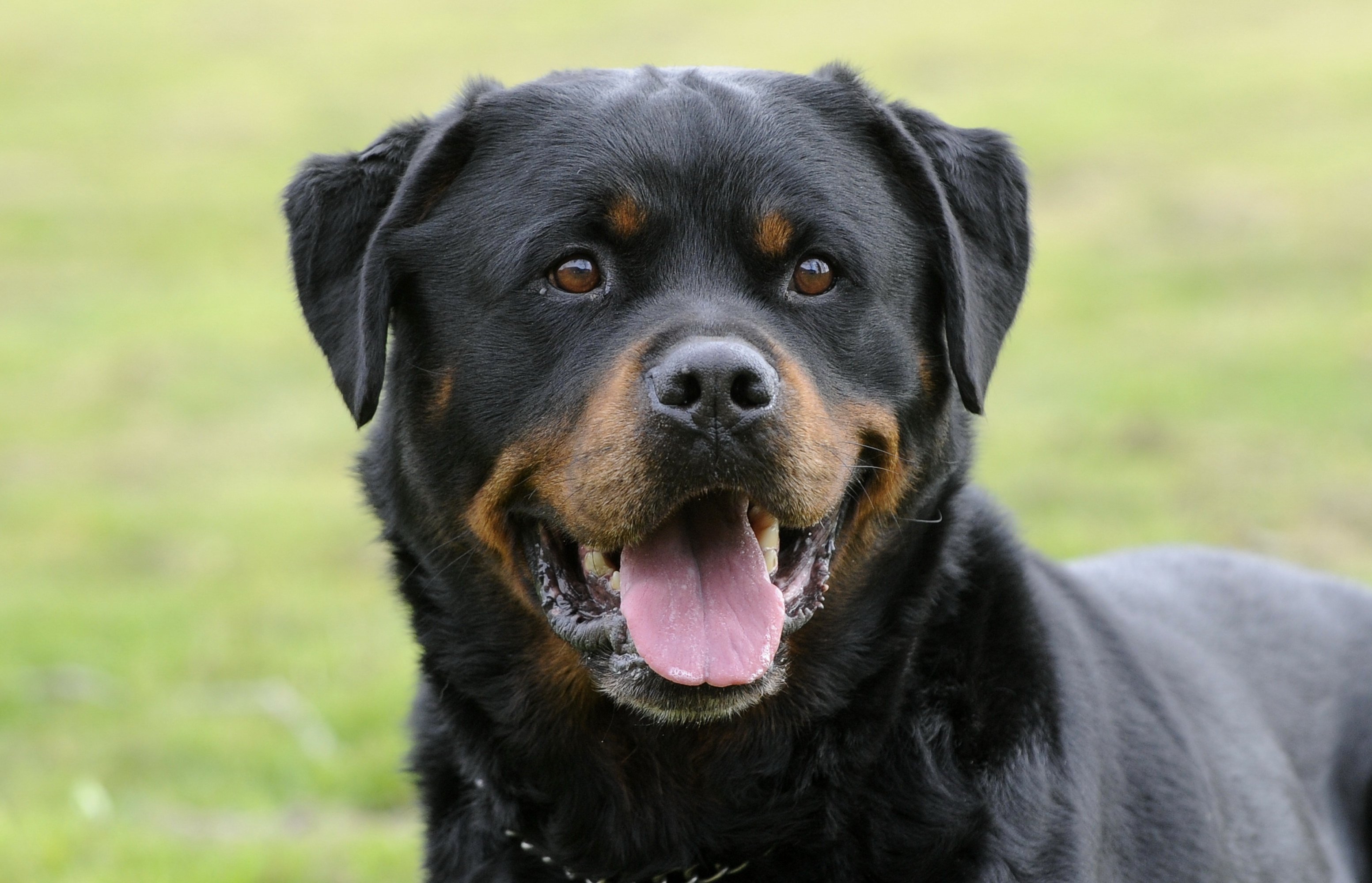 Rotweiler Wallpapers