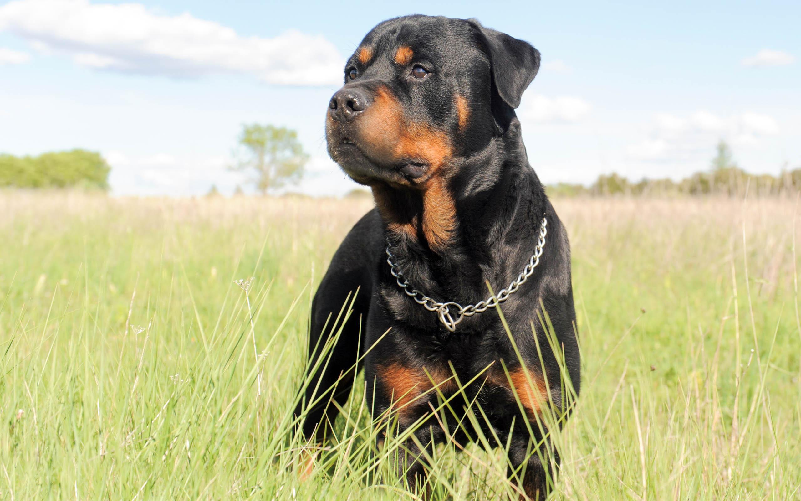 Rotweiler Wallpapers