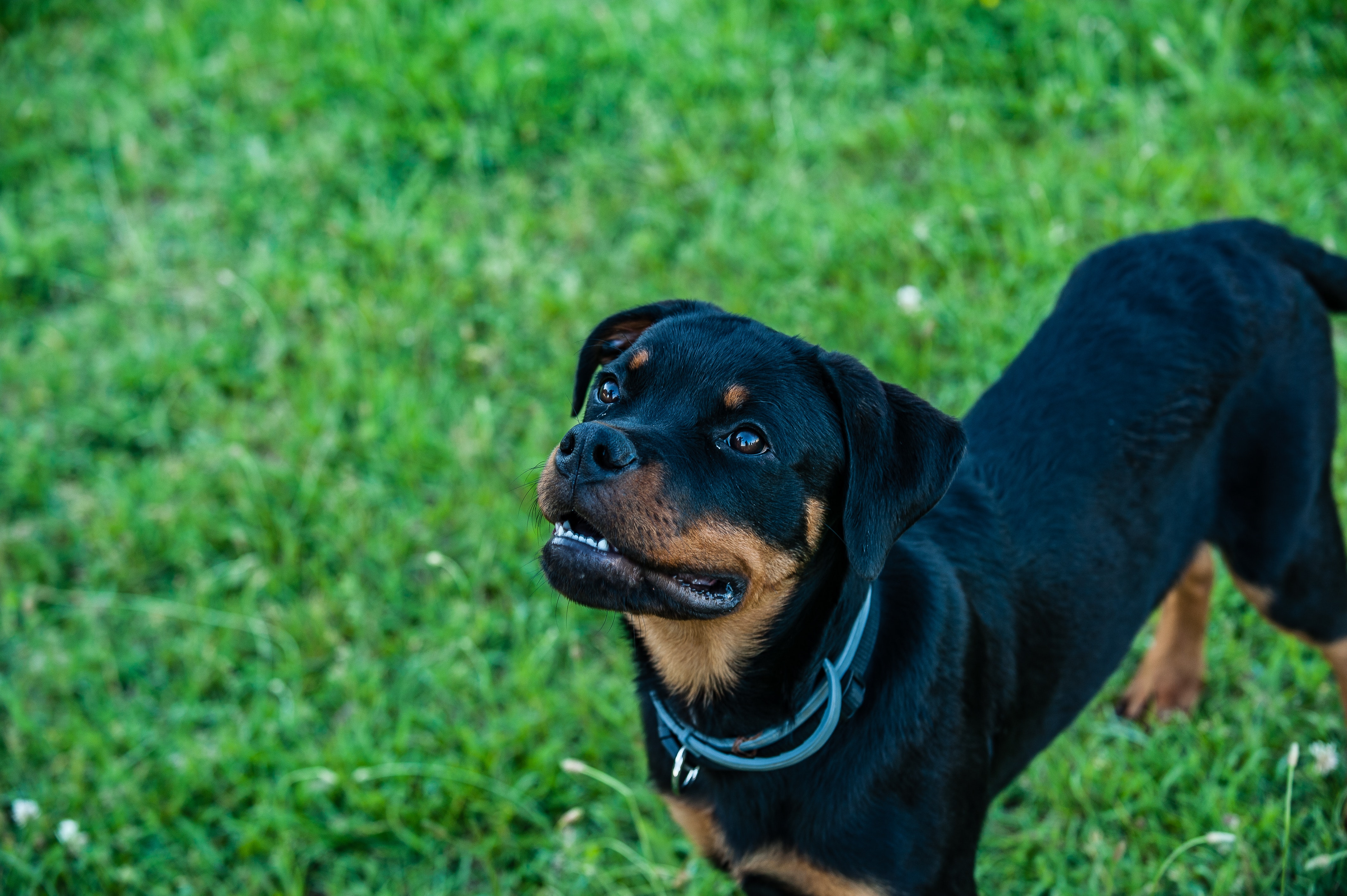 Rotweiler Wallpapers