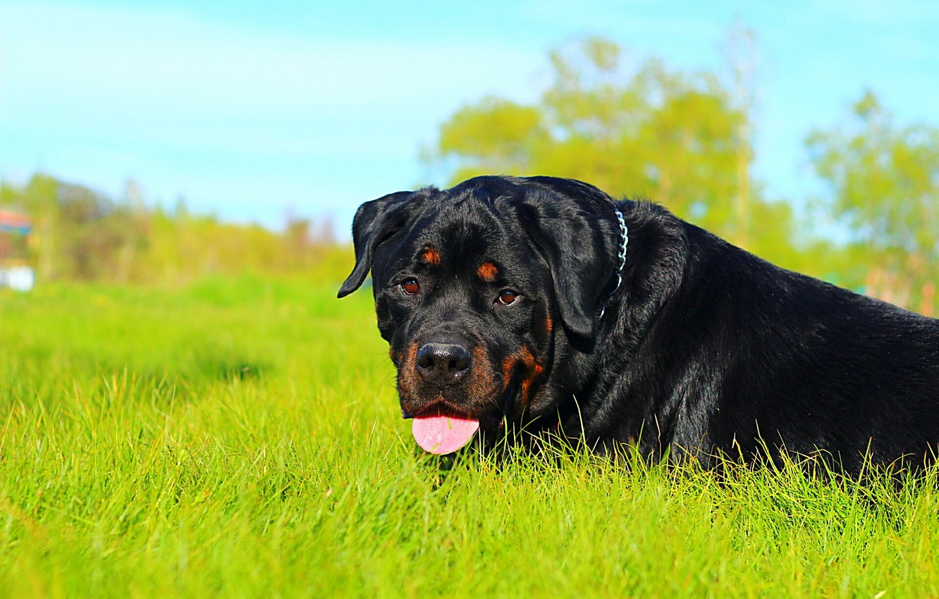 Rotweiler Wallpapers