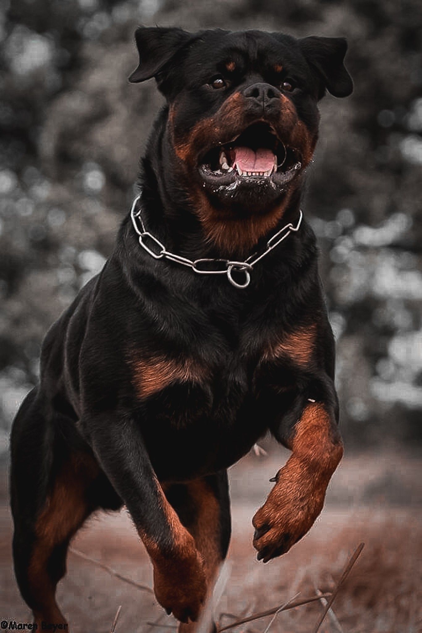 Rotweiler Wallpapers