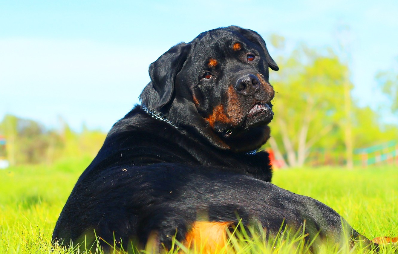 Rotweiler Wallpapers