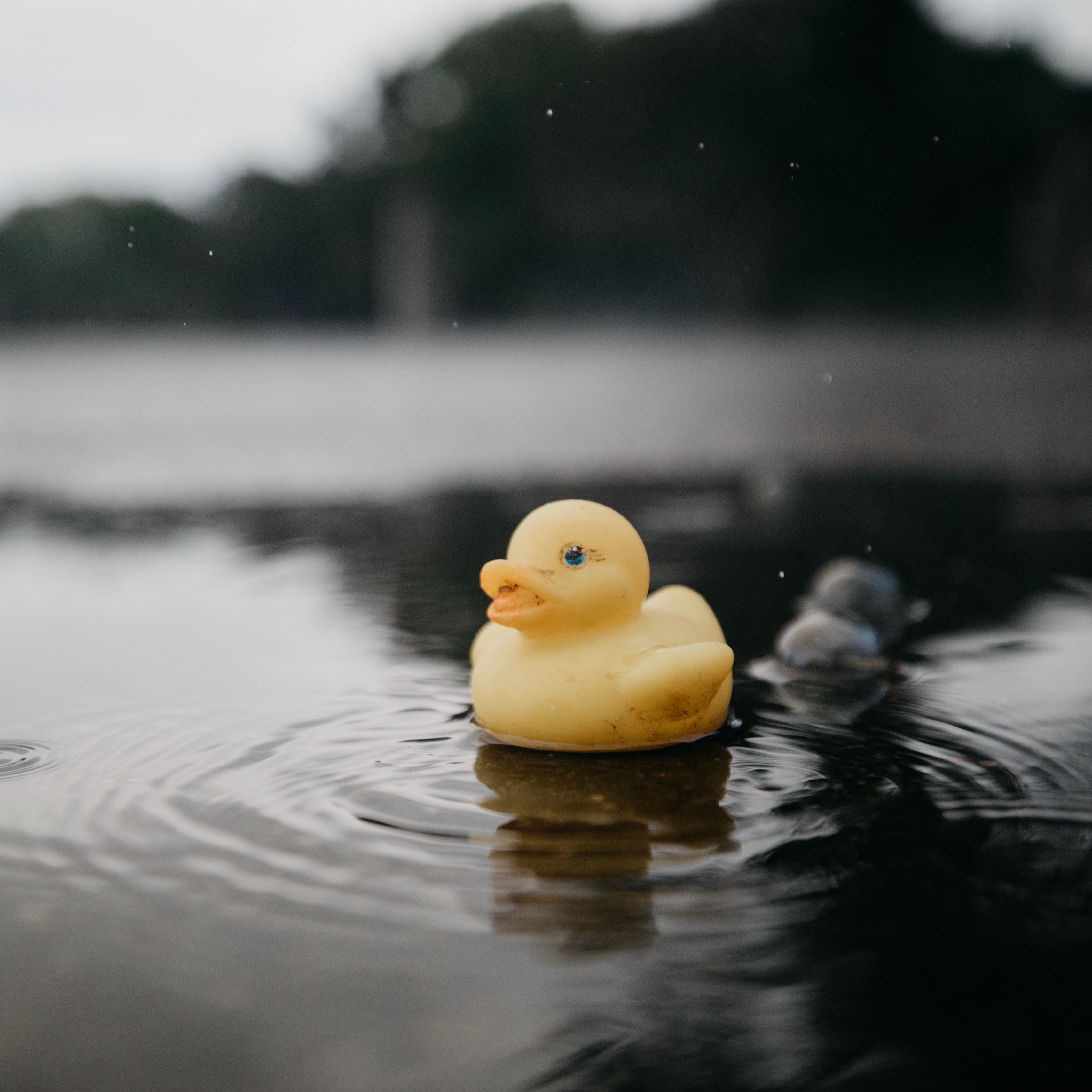 Rubber Ducky Wallpapers