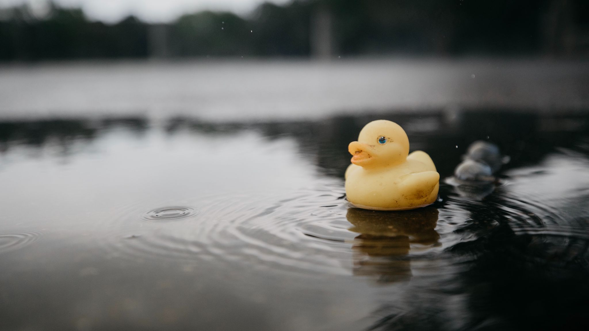 Rubber Ducky Wallpapers