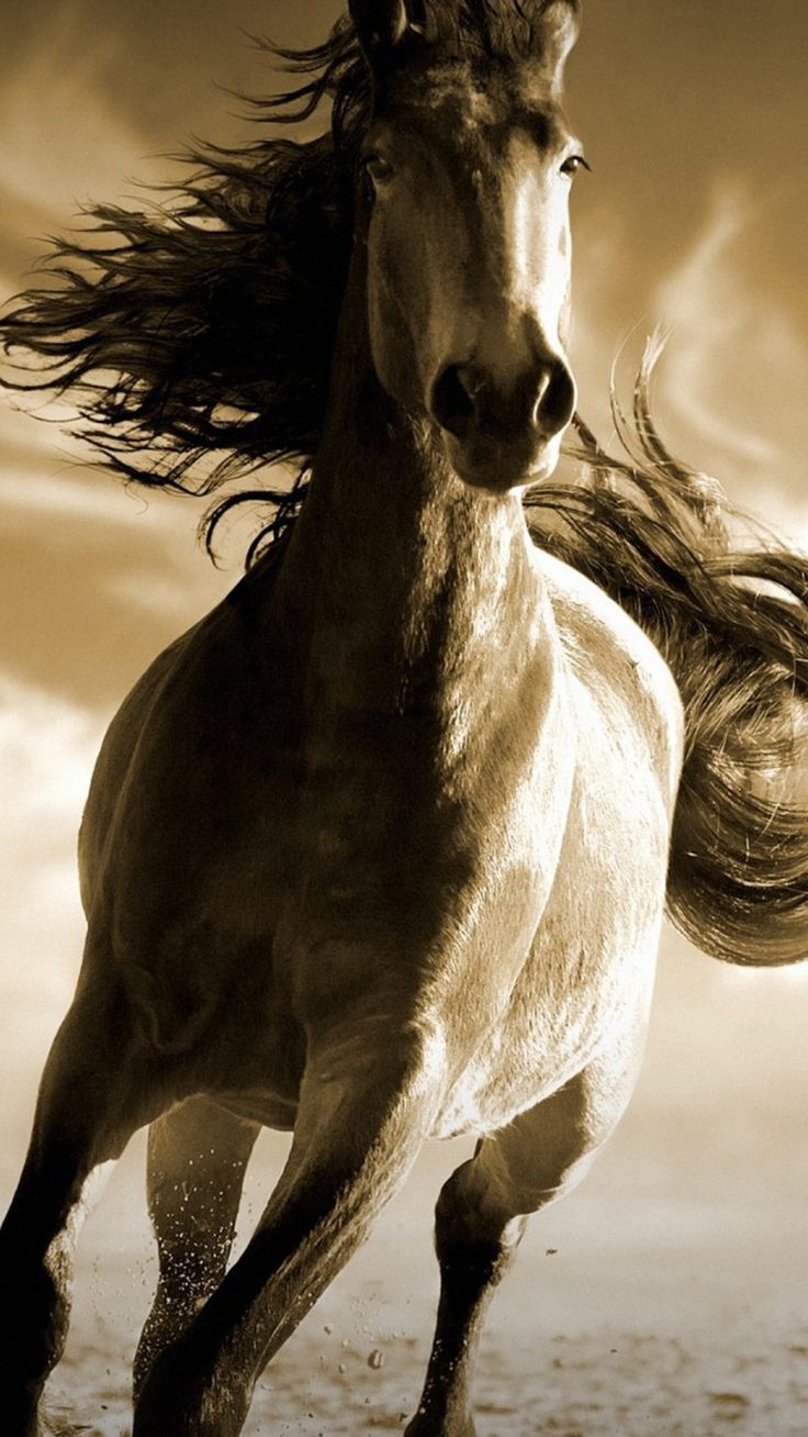 Running Horse Wallpapers