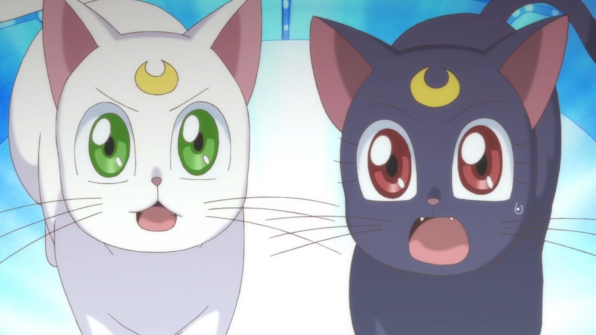 Sailor Moon Cat Wallpapers