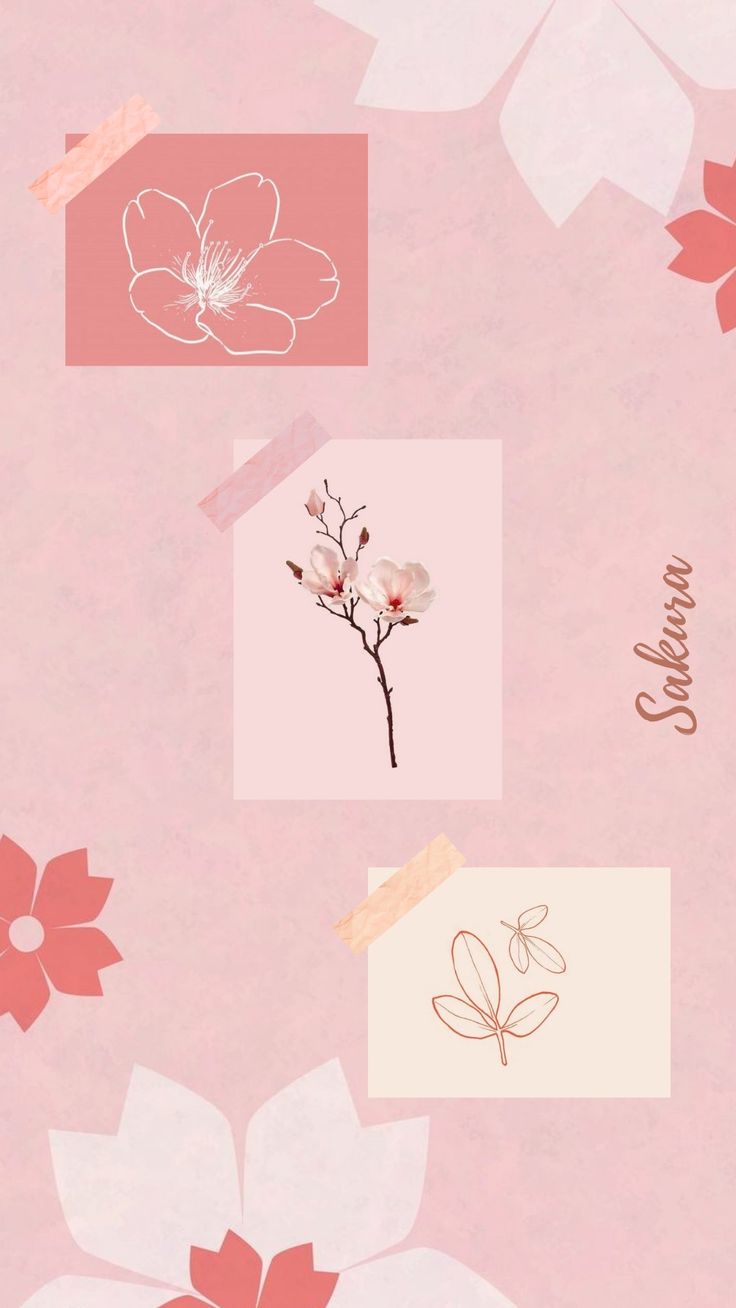 Sakura Phone Wallpapers