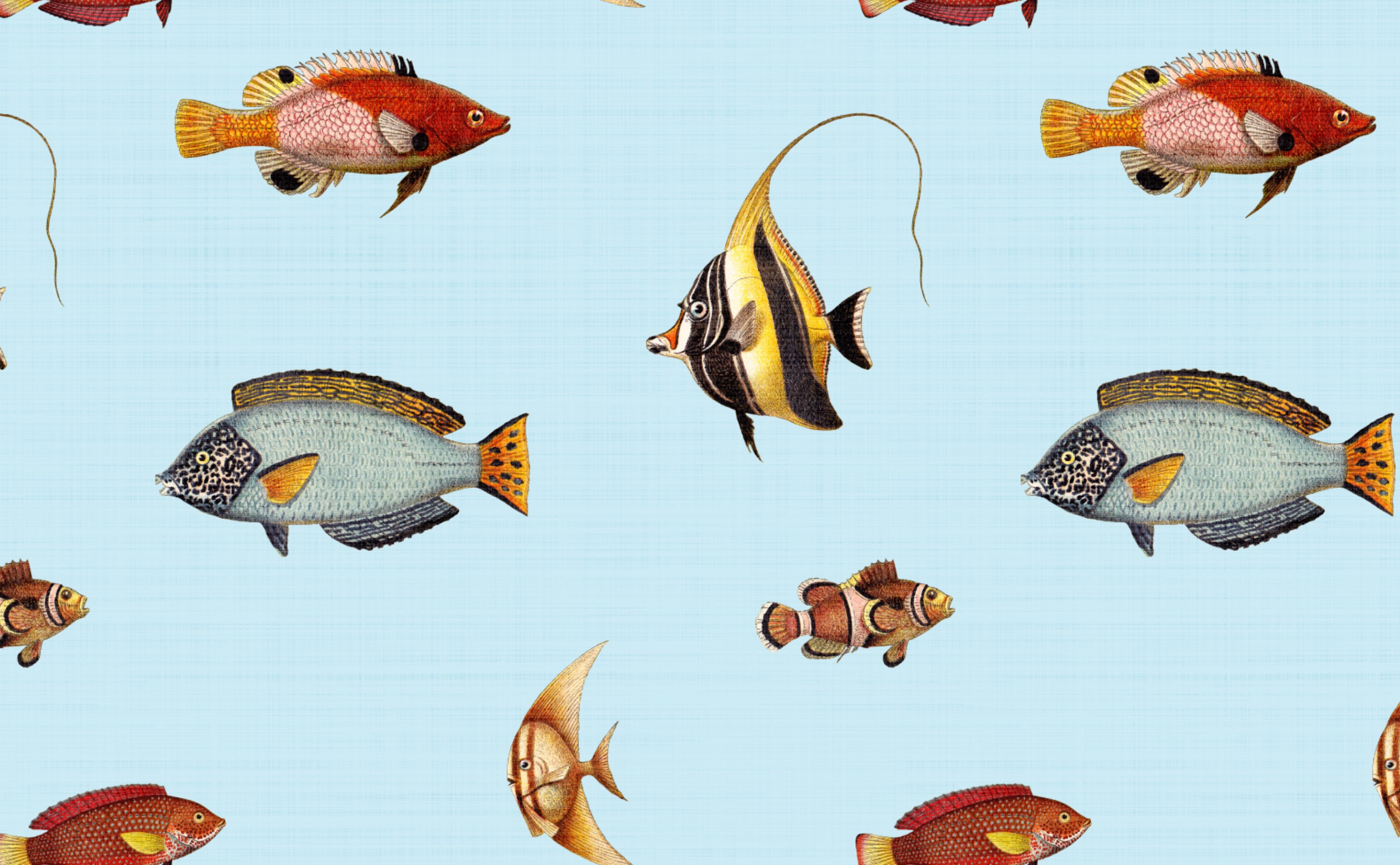 Saltwater Fish Wallpapers