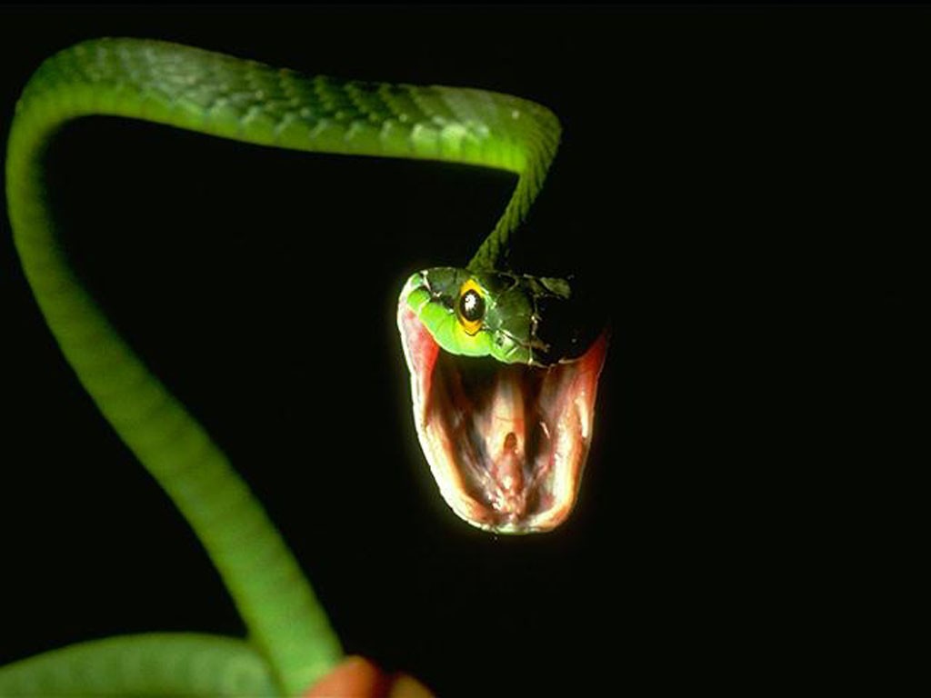 Scary Snakes Wallpapers