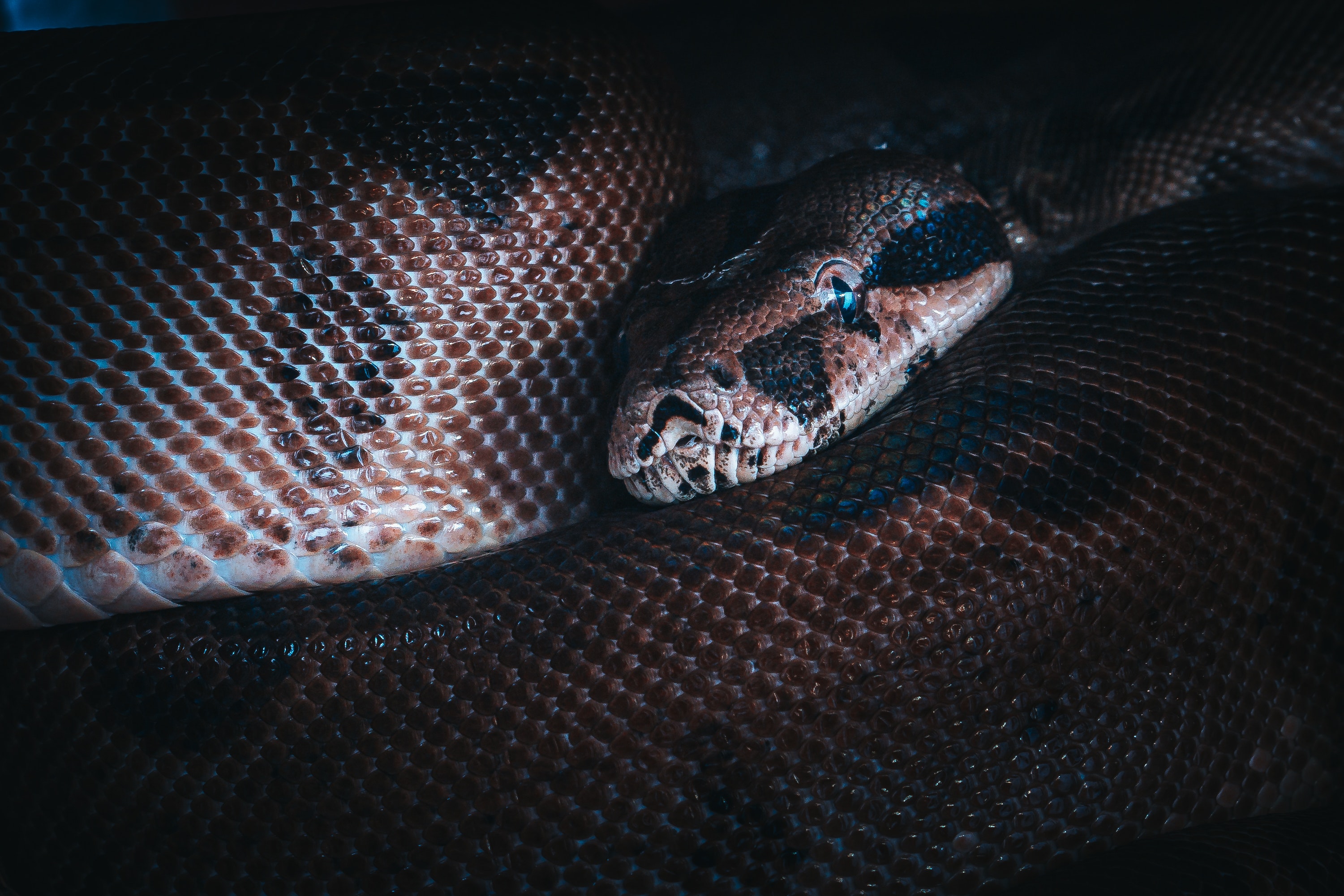 Scary Snakes Wallpapers