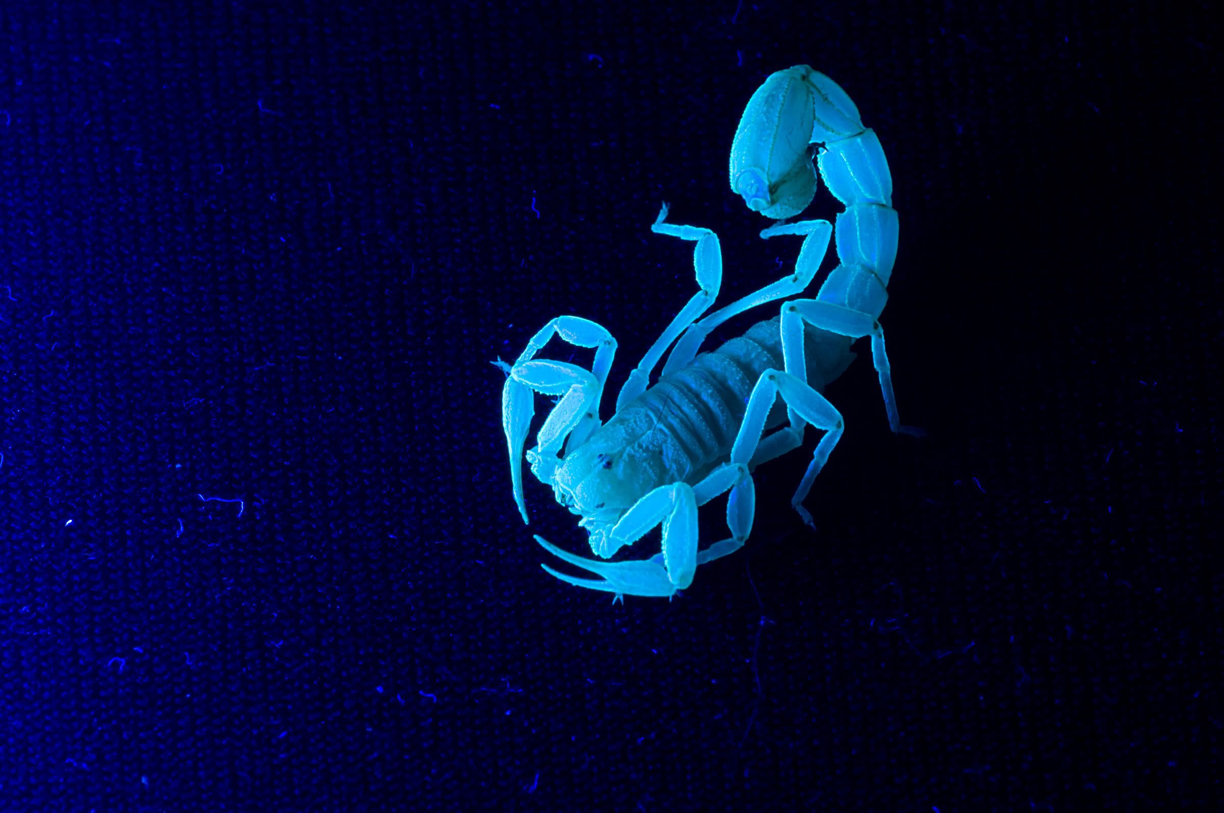 Scorpio Wallpapers