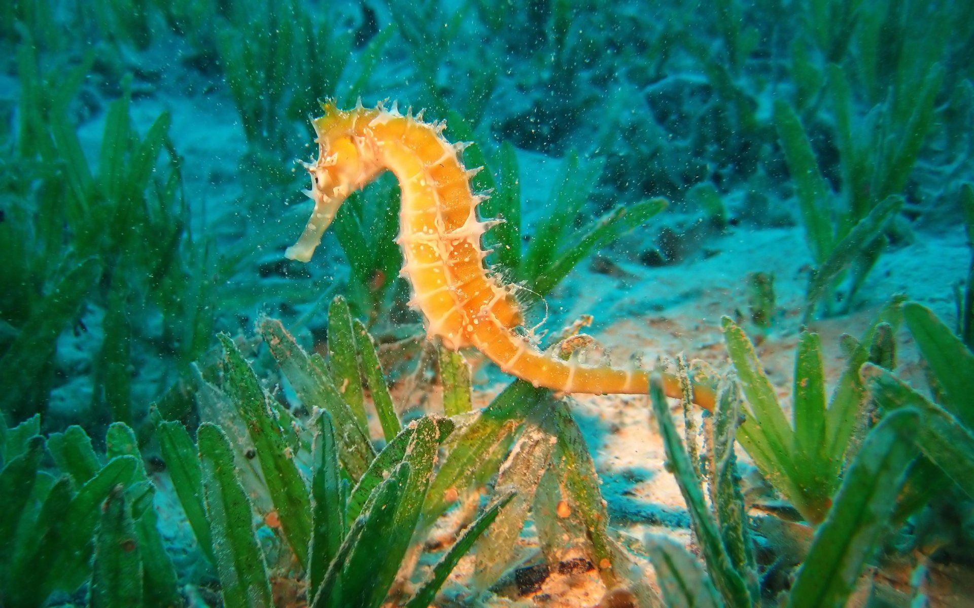 Sea Horse Wallpapers