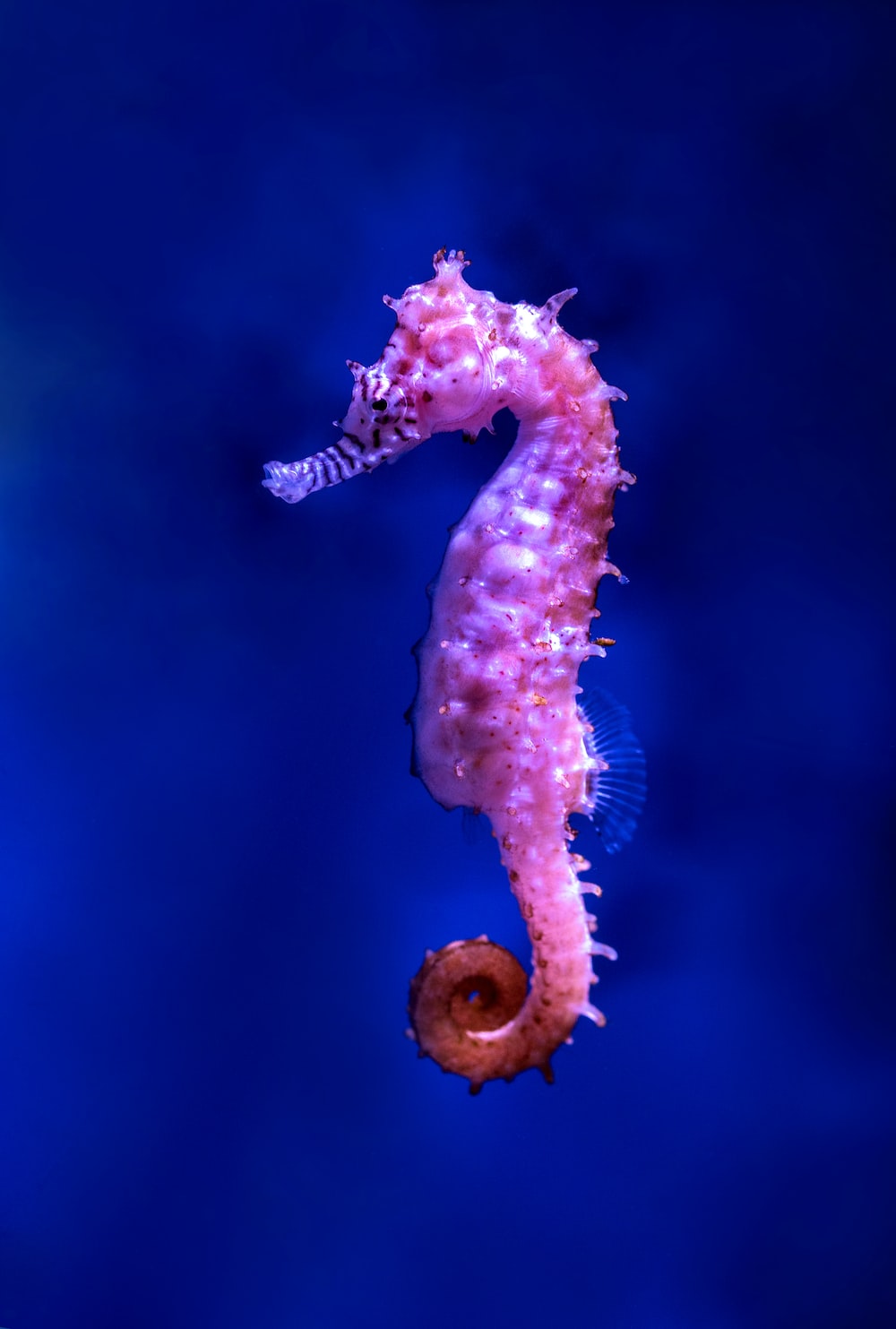 Sea Horse Wallpapers