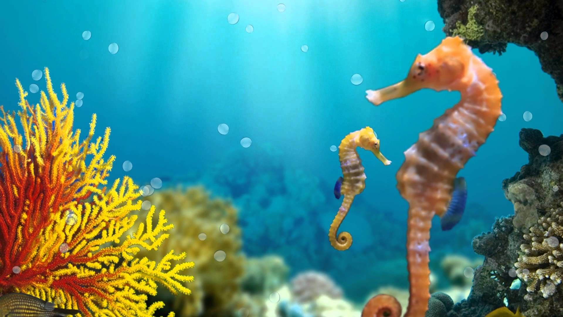 Sea Horse Wallpapers