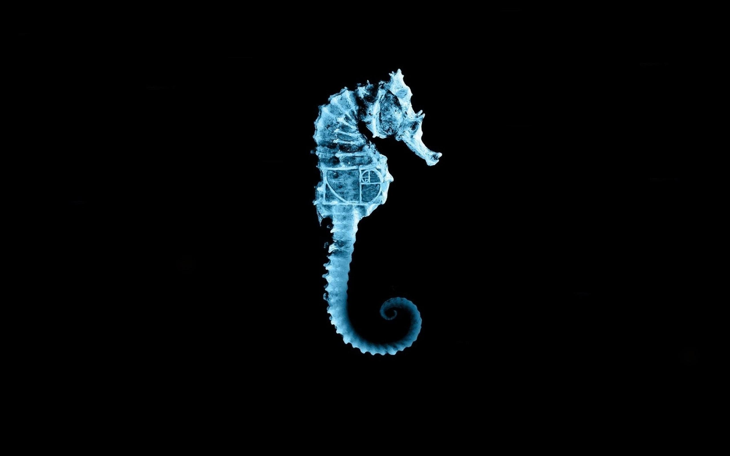 Sea Horse Wallpapers