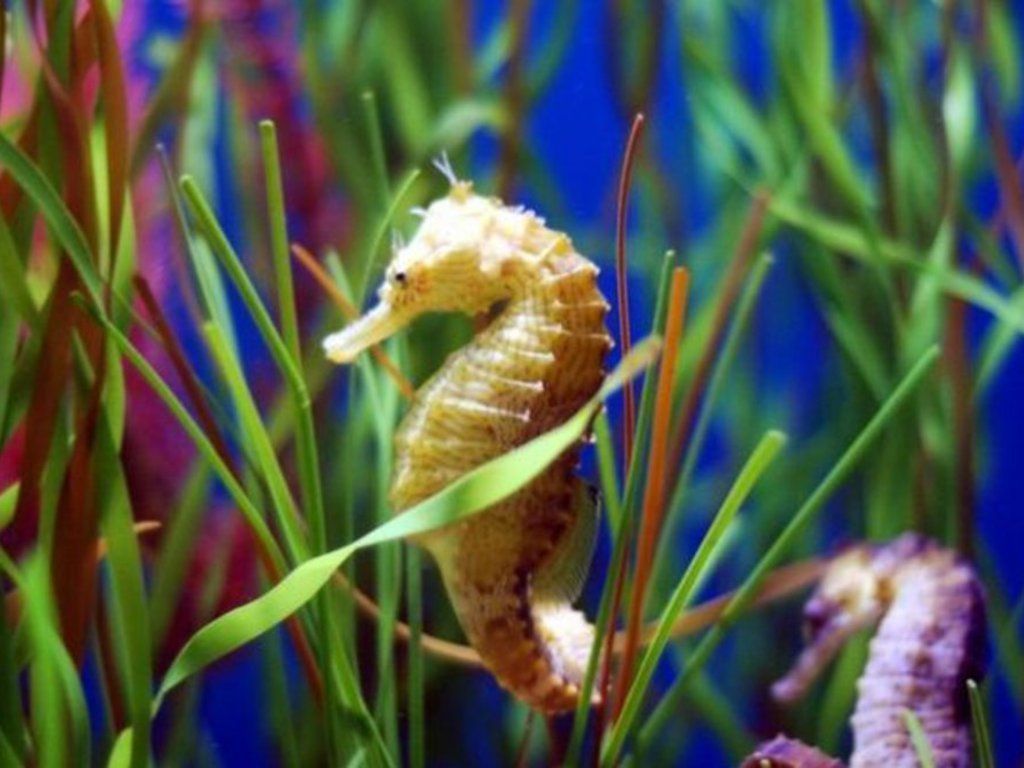 Sea Horse Wallpapers