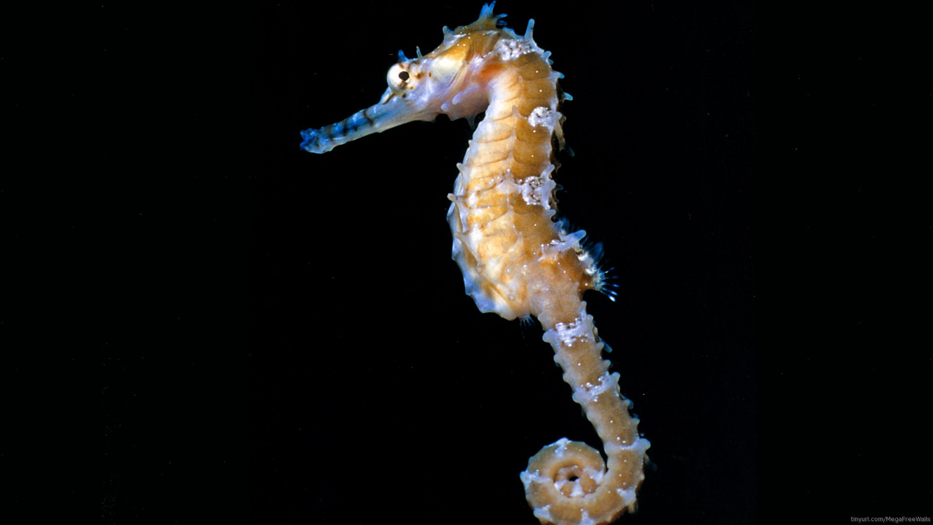 Sea Horse Wallpapers