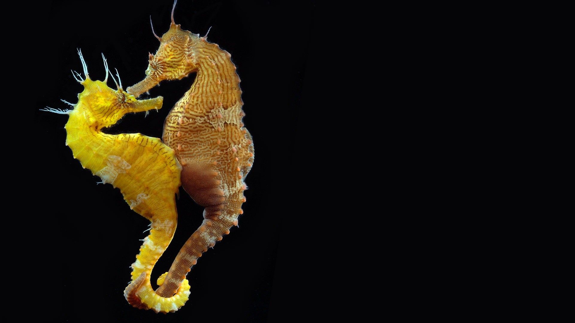 Sea Horse Wallpapers