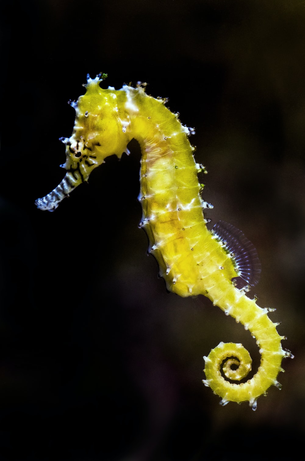 Sea Horse Wallpapers