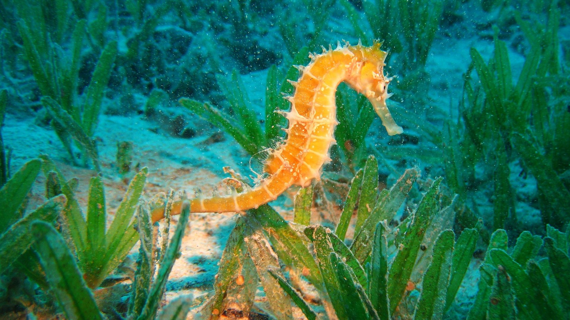 Sea Horse Wallpapers