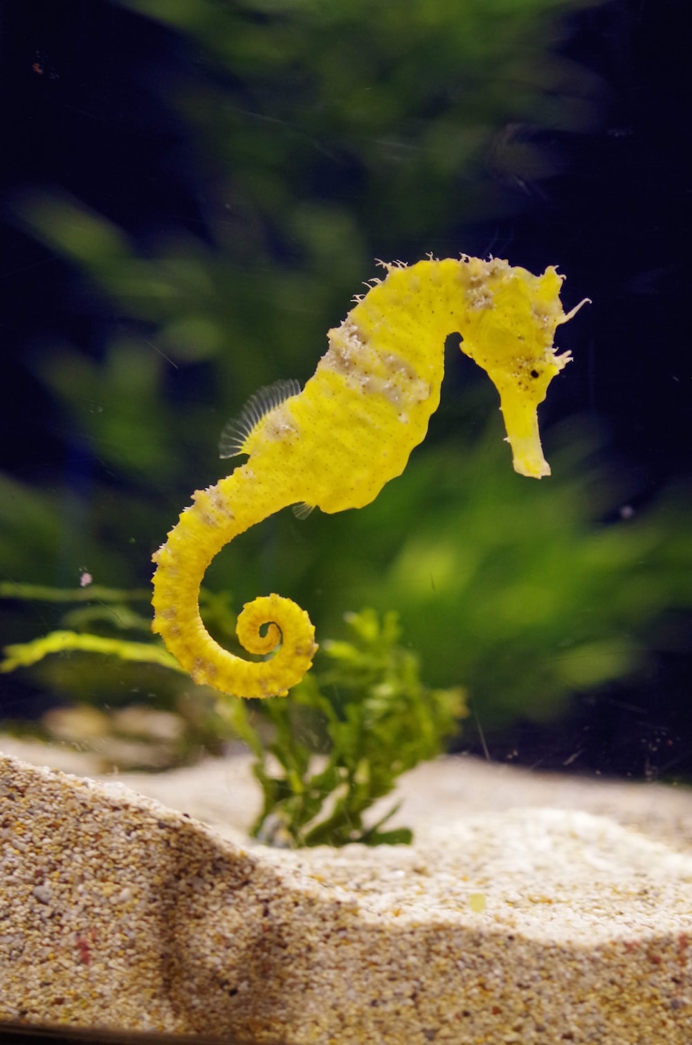 Sea Horse Wallpapers