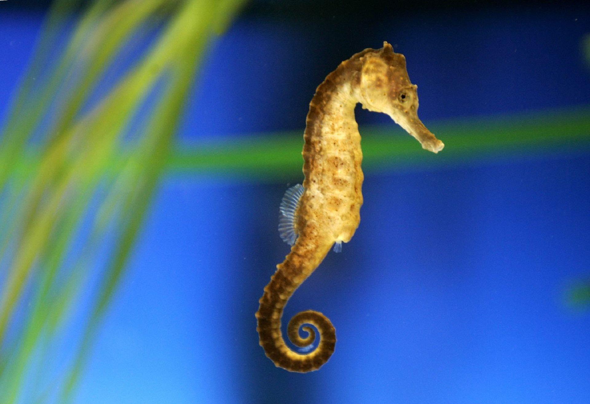 Sea Horse Wallpapers