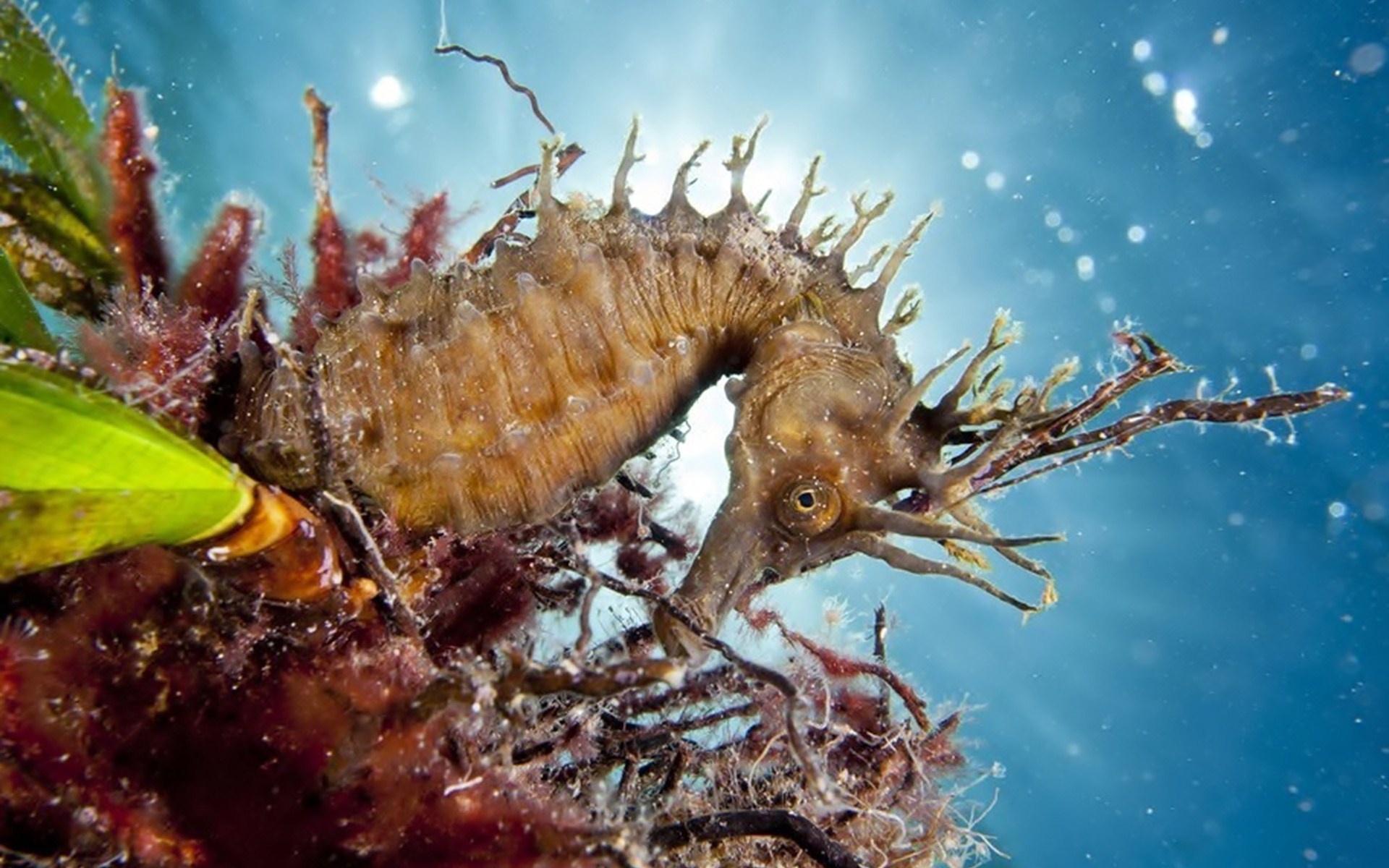 Sea Horse Wallpapers