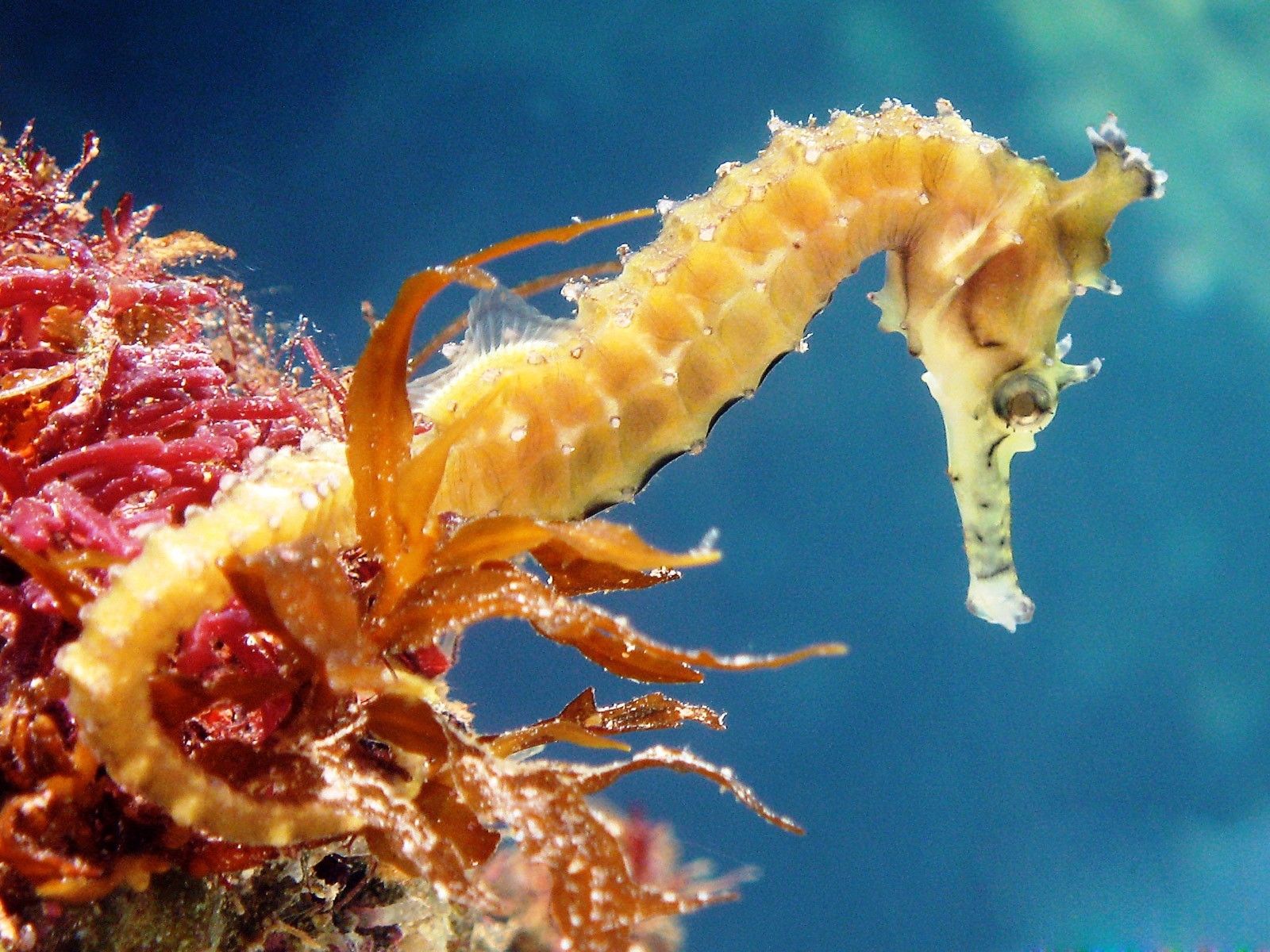 Sea Horse Wallpapers