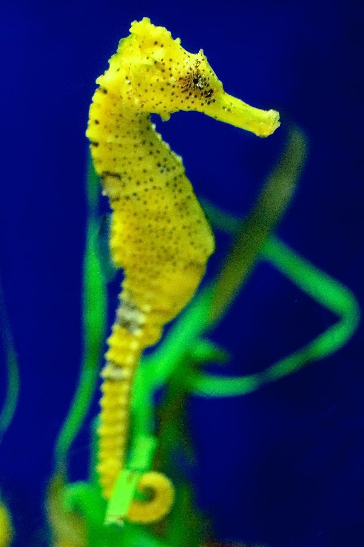 Sea Horse Wallpapers