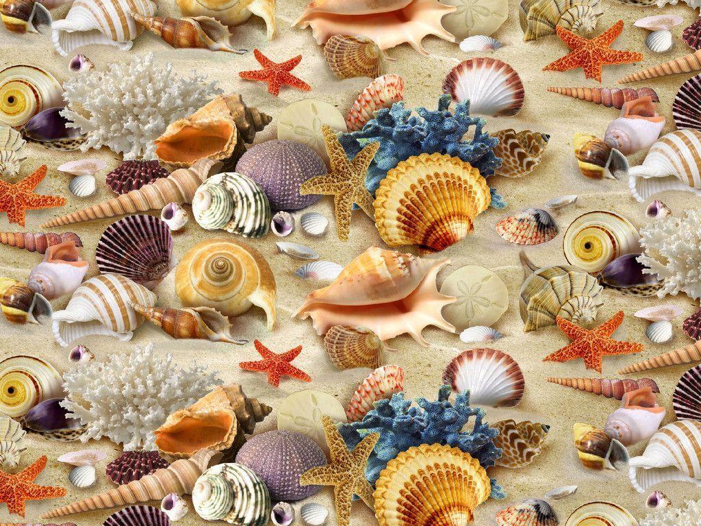 Sea Shell Wallpapers