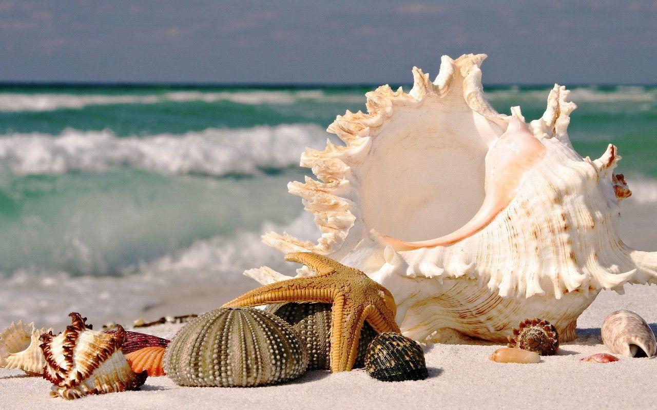 Sea Shell Wallpapers