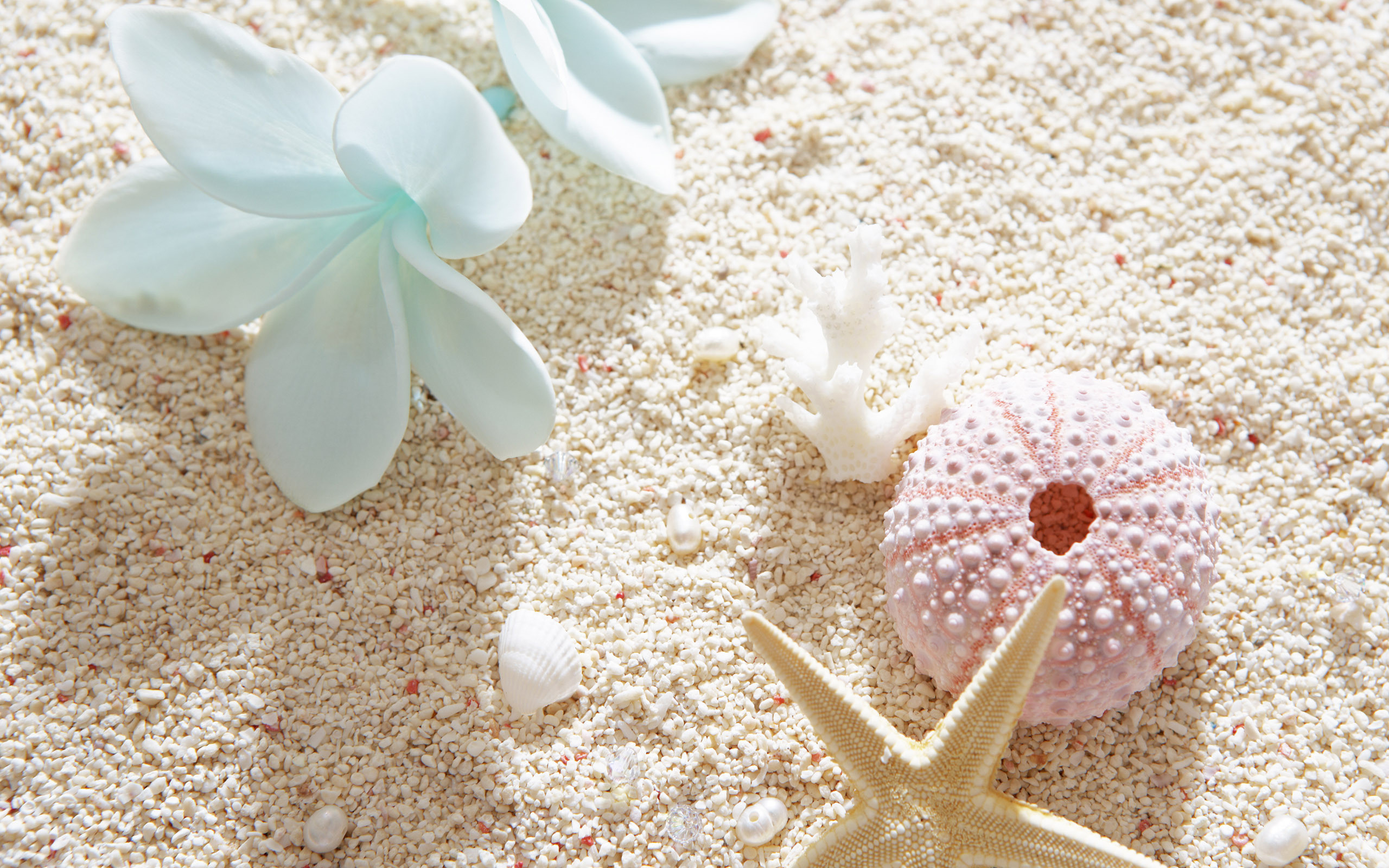 Sea Shell Wallpapers