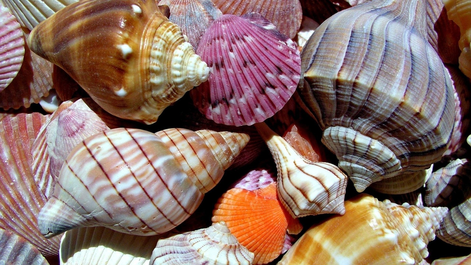 Sea Shell Wallpapers