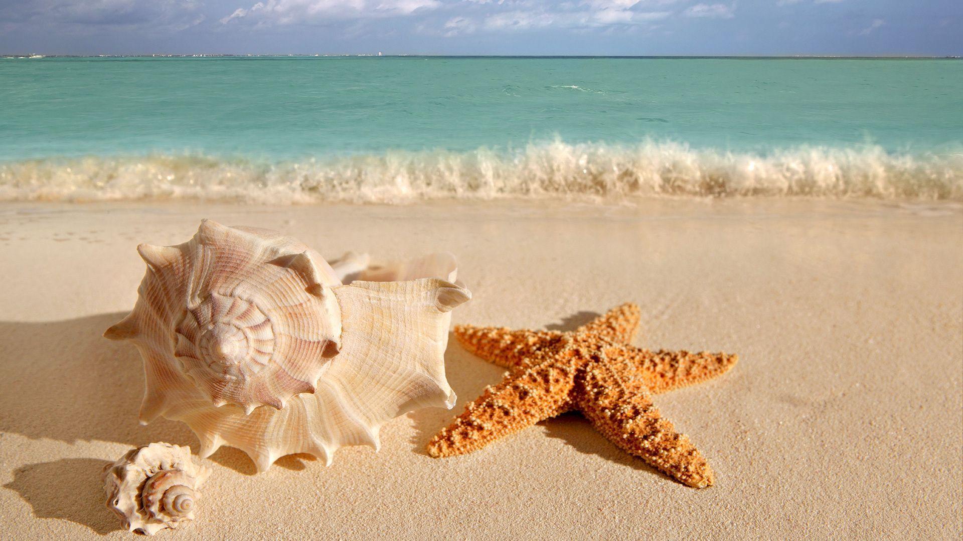 Sea Shell Wallpapers