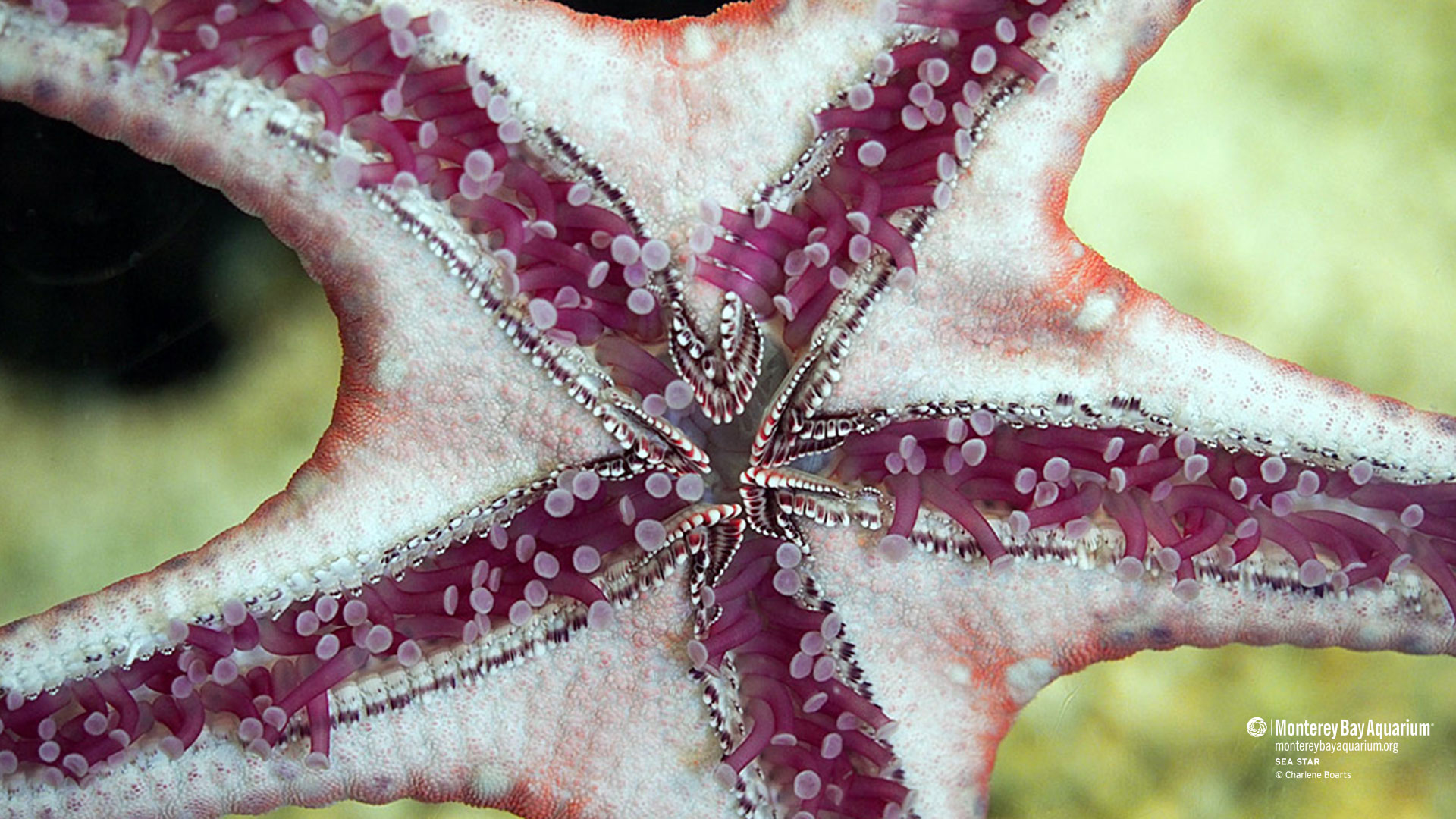 Sea Star Wallpapers