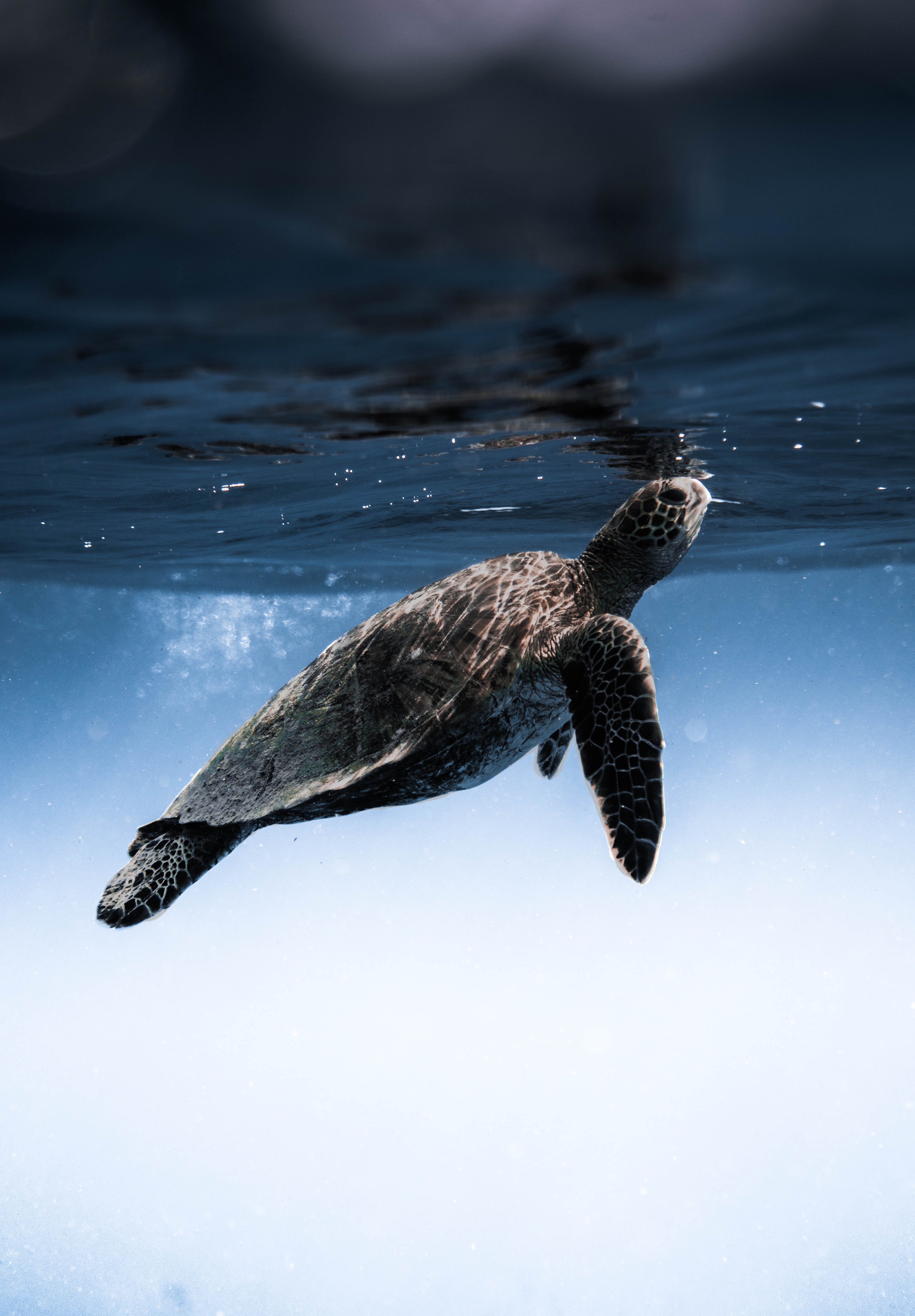 Sea Turtle Wallpapers