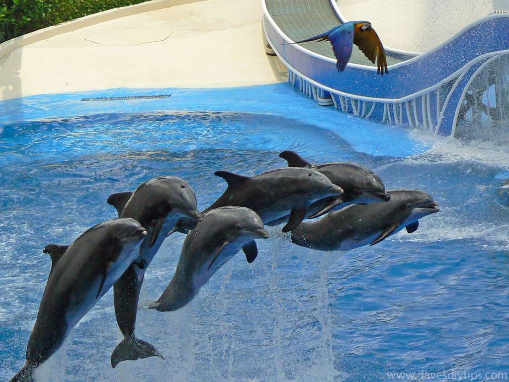 Seaworld Wallpapers