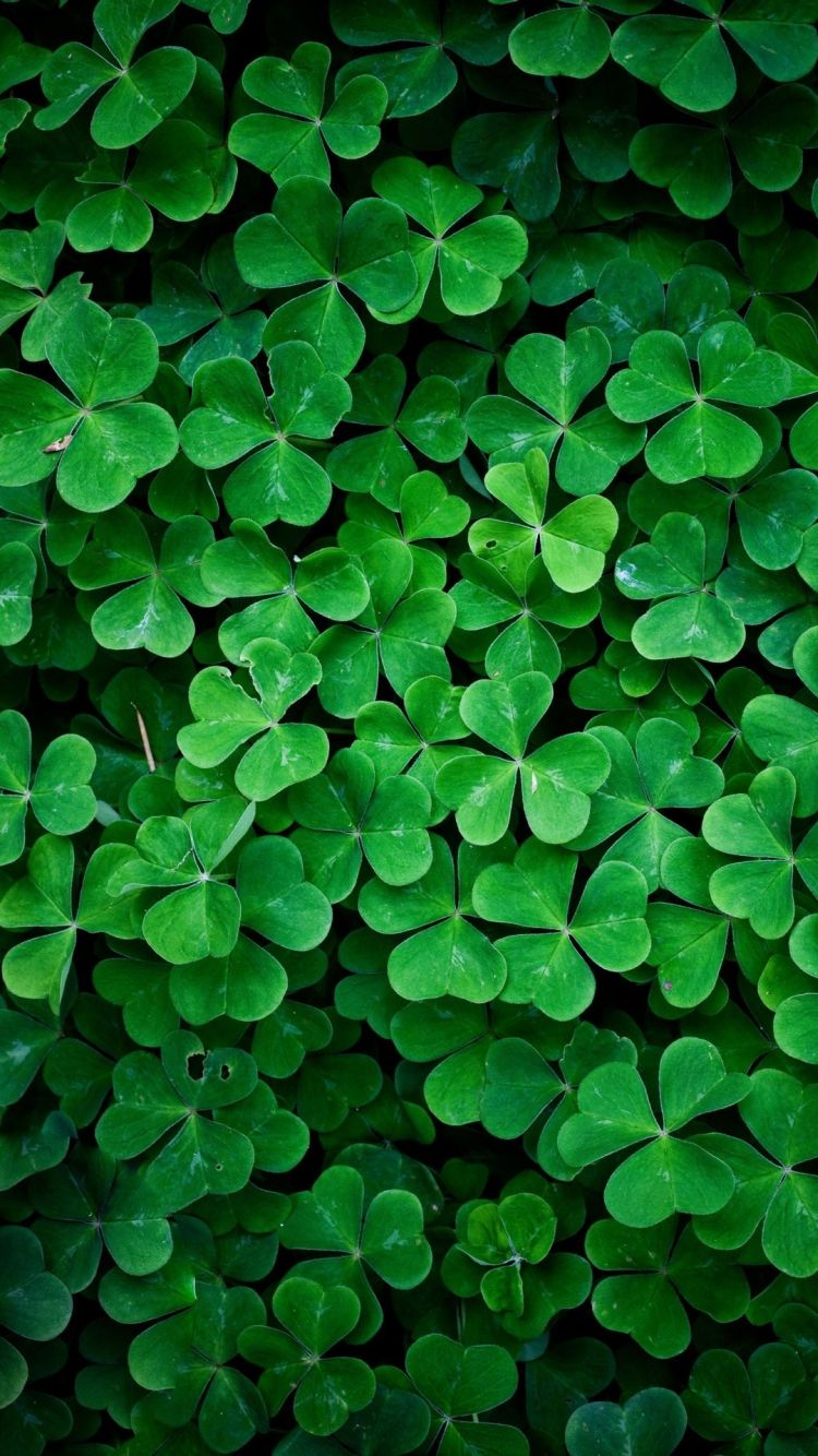 Shamrock Iphone Wallpapers