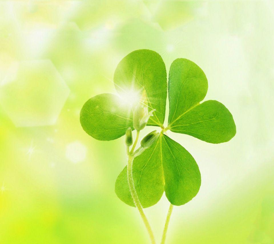 Shamrock Iphone Wallpapers