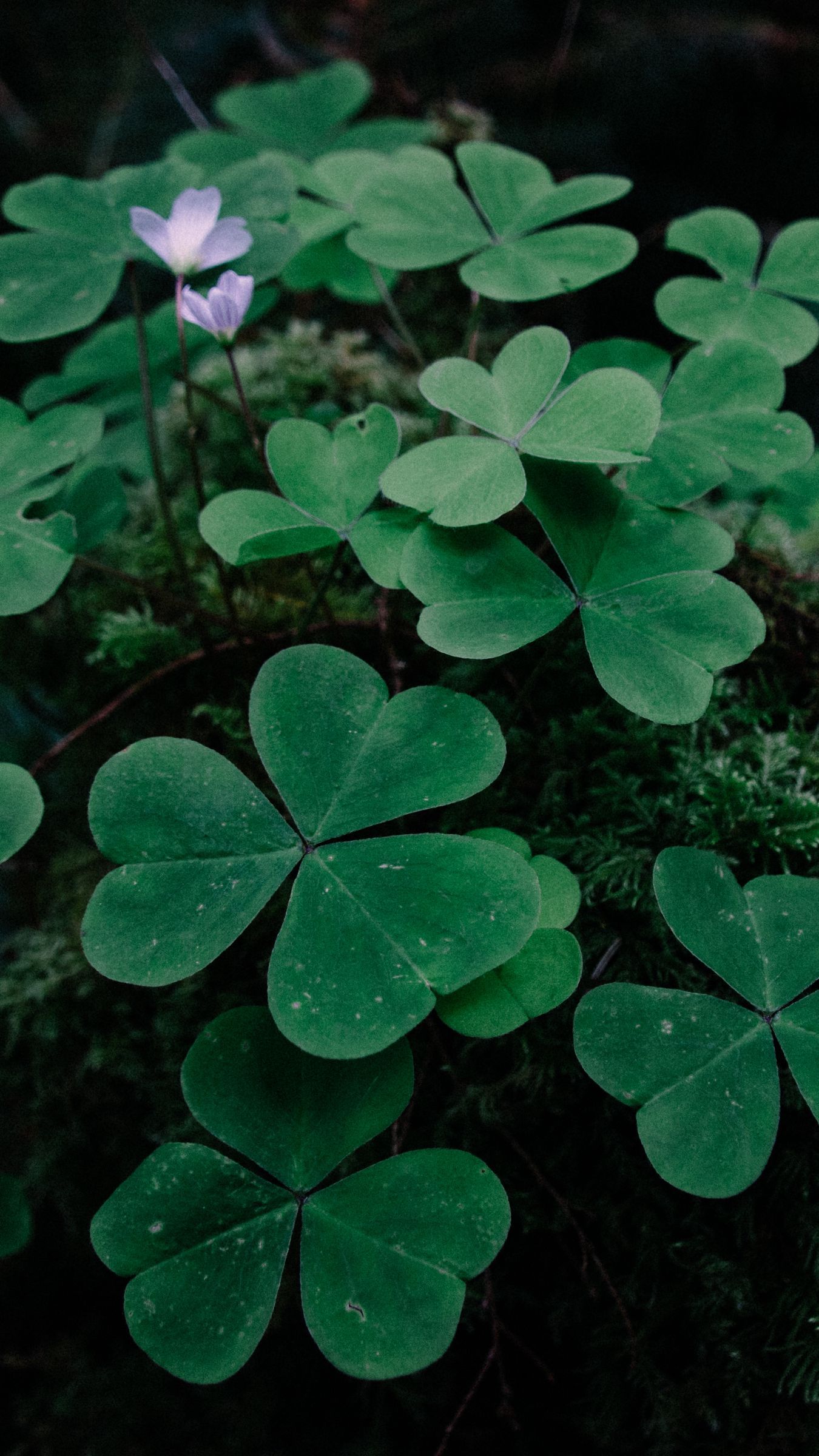 Shamrock Iphone Wallpapers