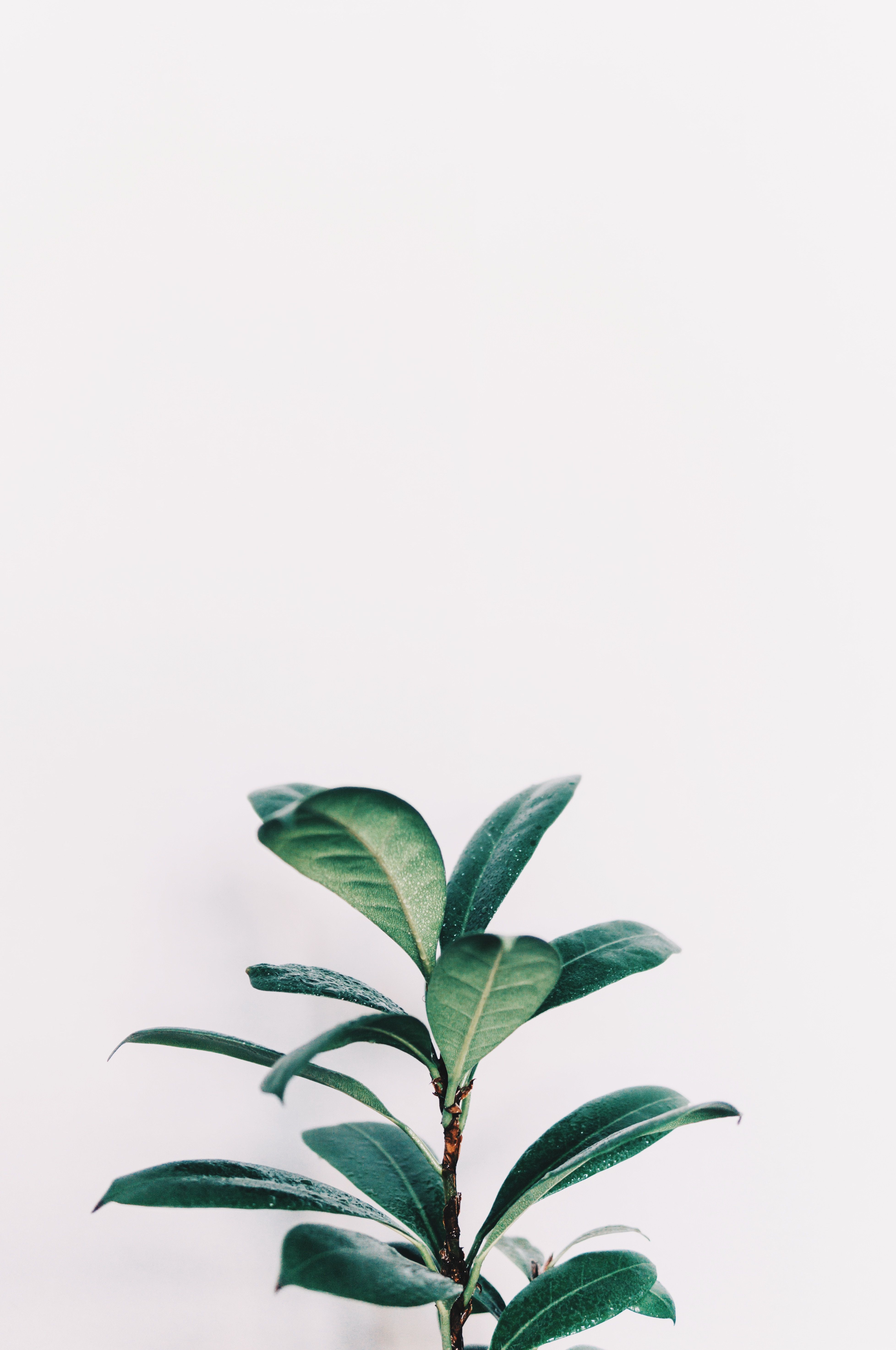 Simple Plant Wallpapers