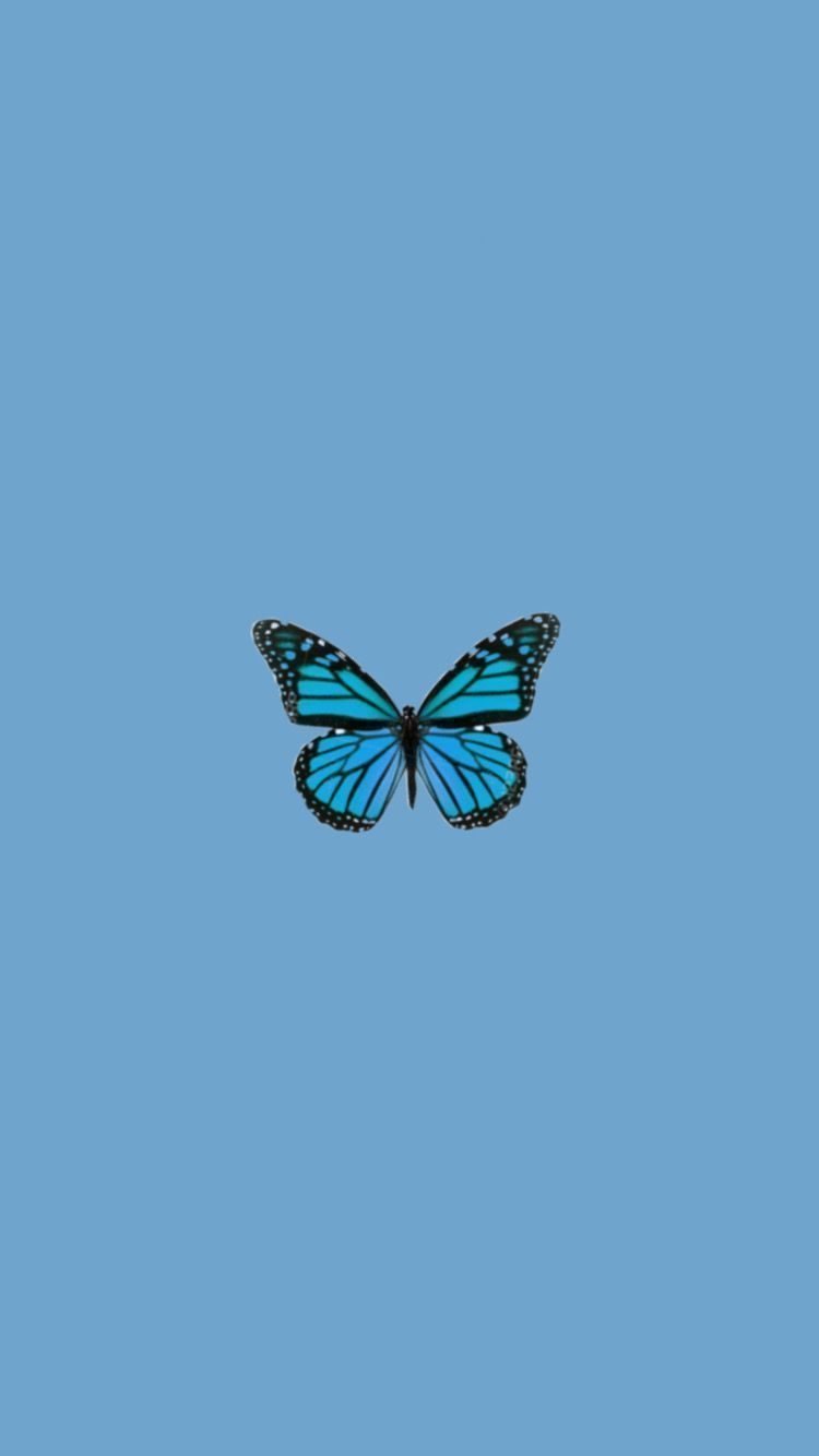Single Butterfly Wallpapers