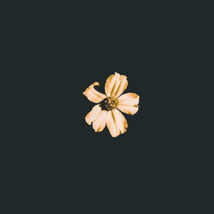 Single Flower Wallpapers