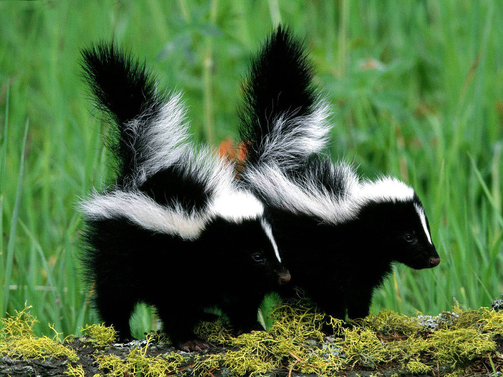 Skunk Wallpapers