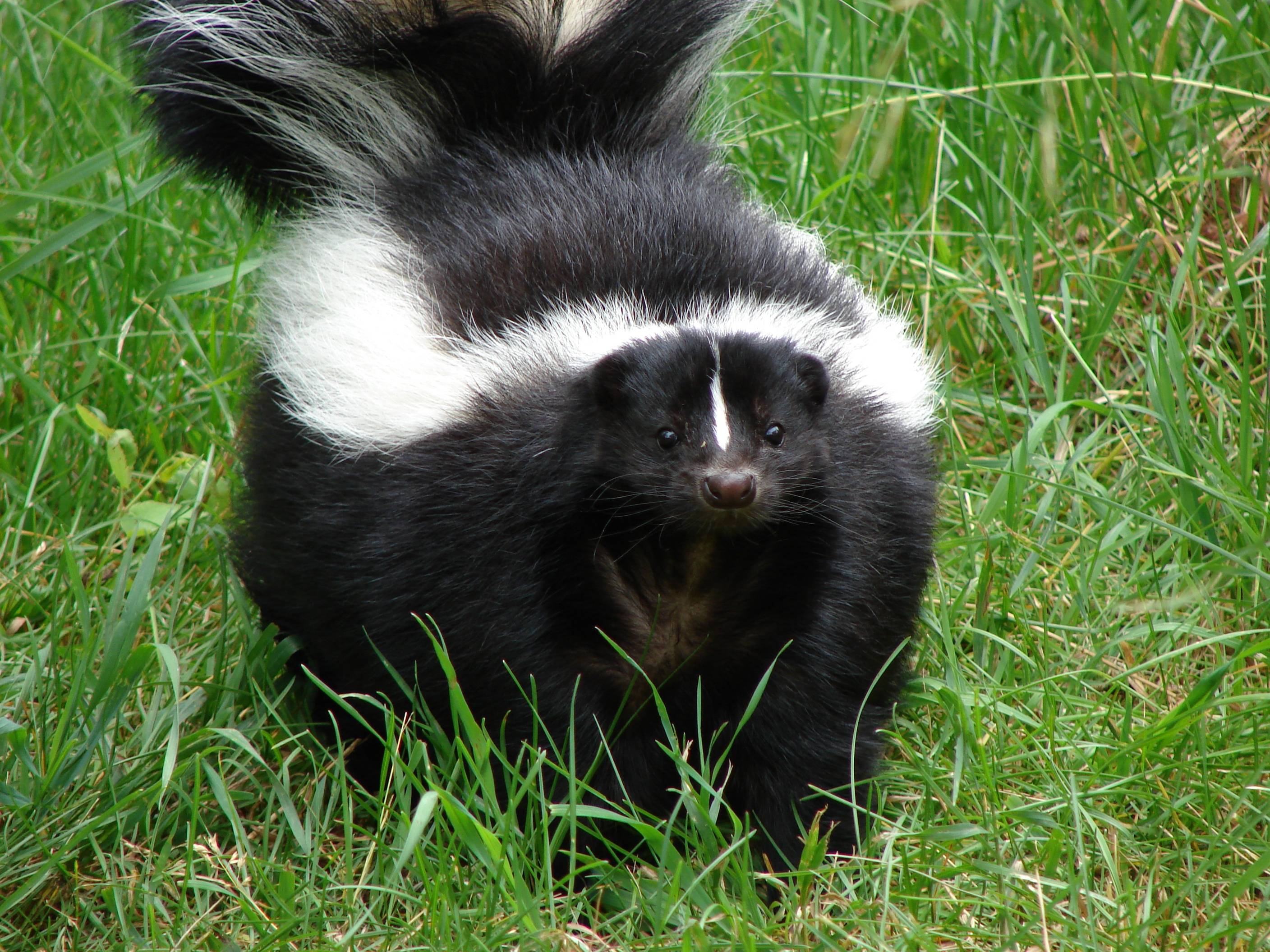 Skunk Wallpapers