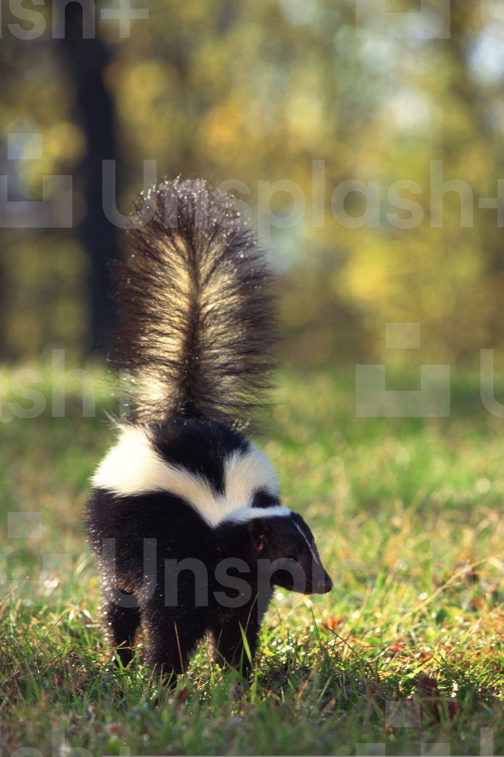 Skunk Wallpapers